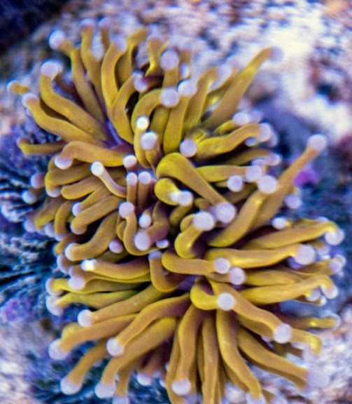 Golden (orange) Torch Coral..pics Reef Central Online Community